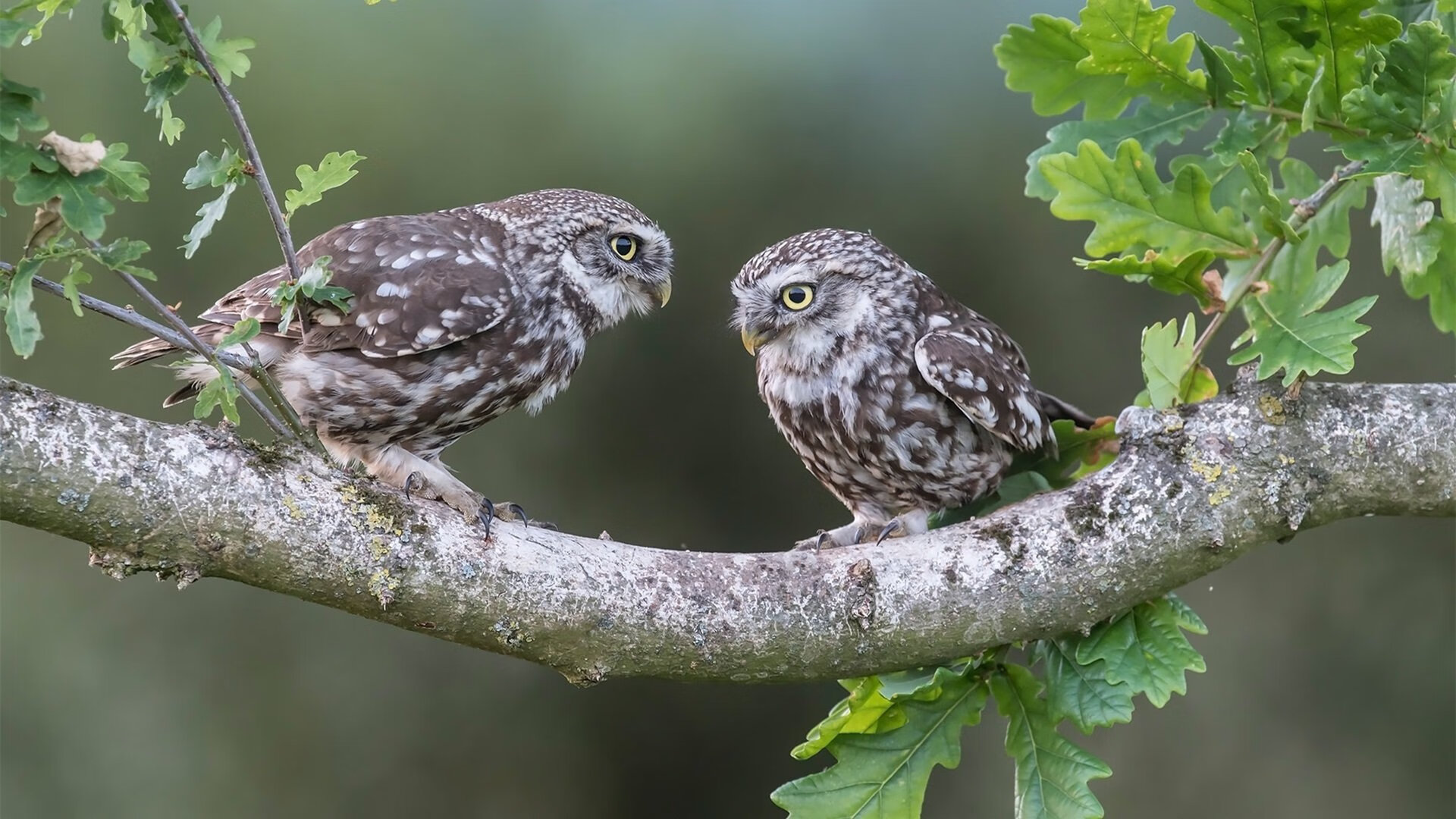 “青少年足球科技创新竞赛引爆行业新热潮”,青少年足球竞赛体系