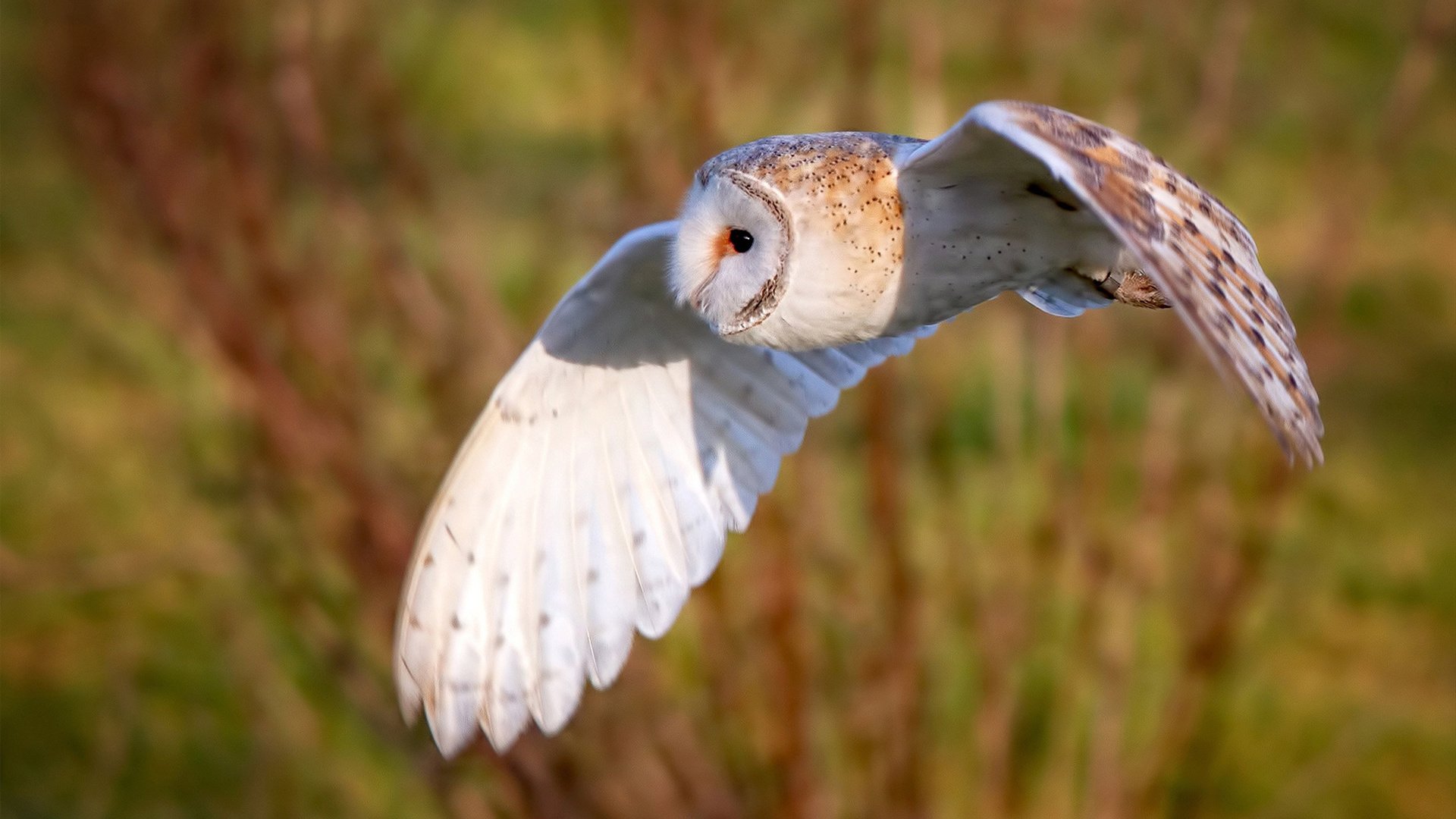 【战术分析】进攻策略在关键局的巧妙应用,进攻策略有哪些