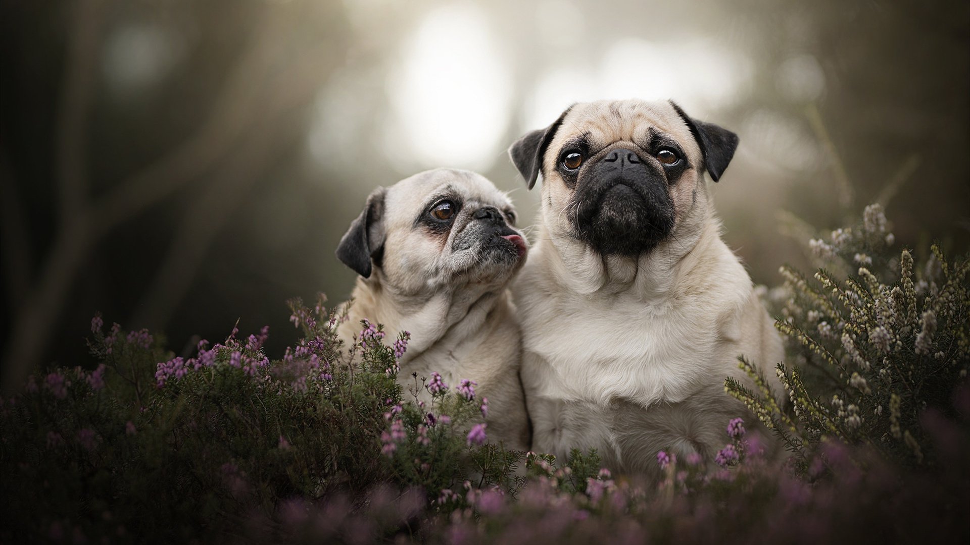 德甲：拜仁5-0横扫奥格斯堡，莱万完成帽子戏法，拜仁5-1狂胜 莱万梅开二度