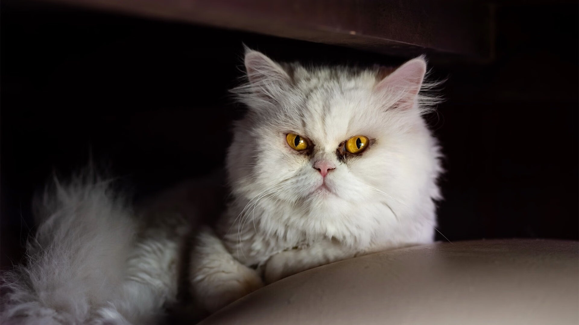 开云体育官方网入口-《虚拟偶像与电竞结合，开启行业新模式》，虚拟偶像作品有哪些