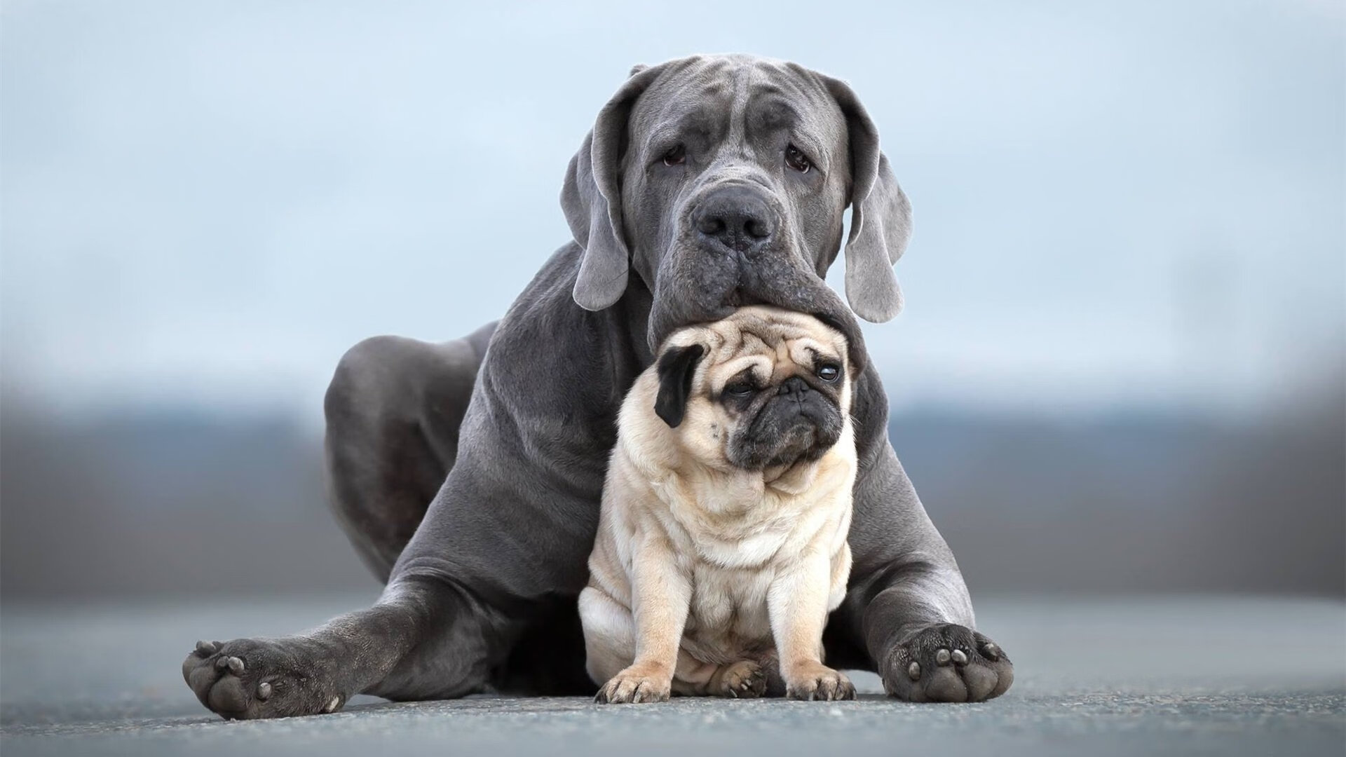 开yun体育-世界马术赛场风云变幻，亚洲骑手异军突起，亚洲马术冠军