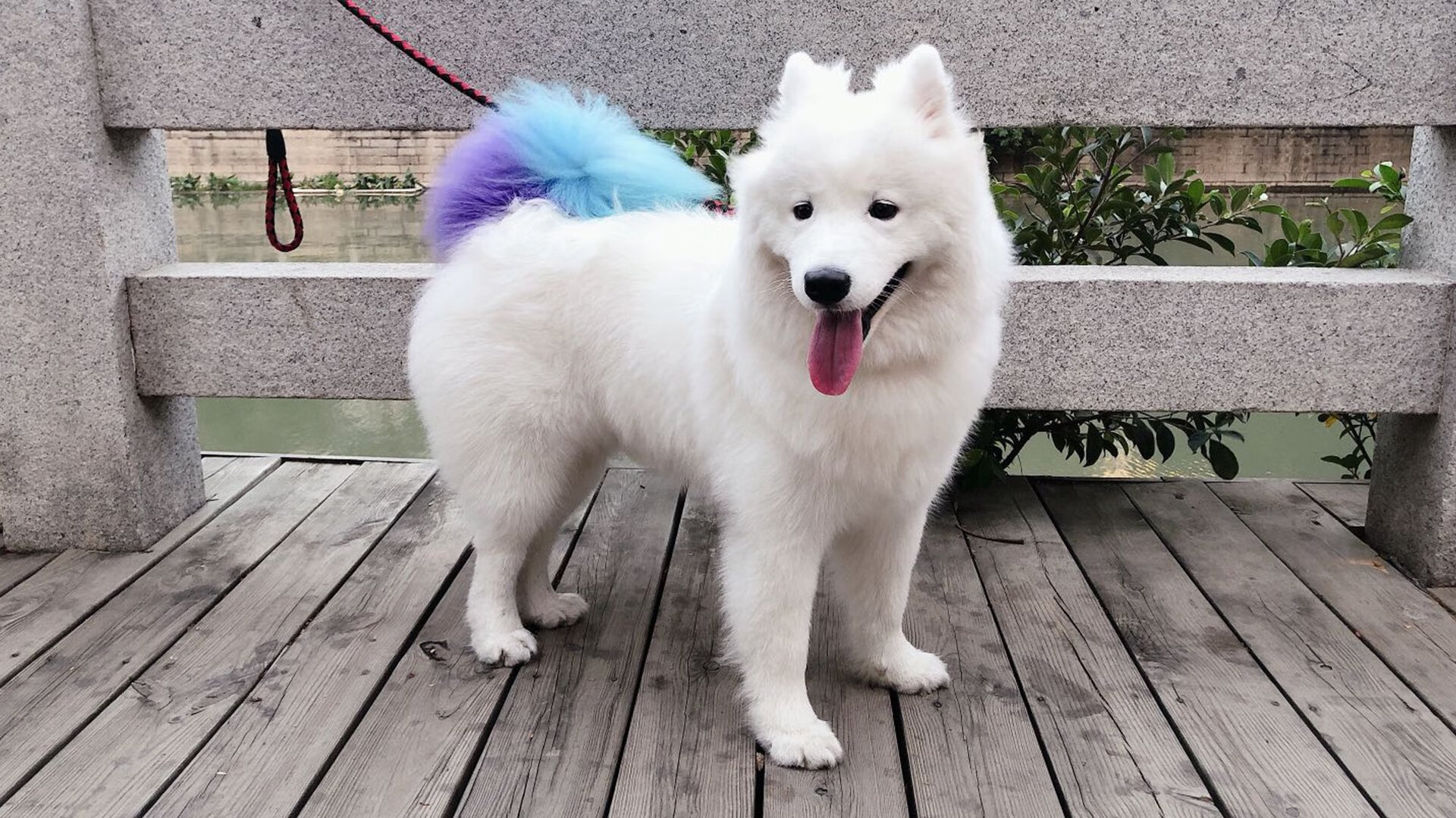 开云体育全站-全明星赛投票火热开启，球迷争相支持爱将，全明星赛投票排名