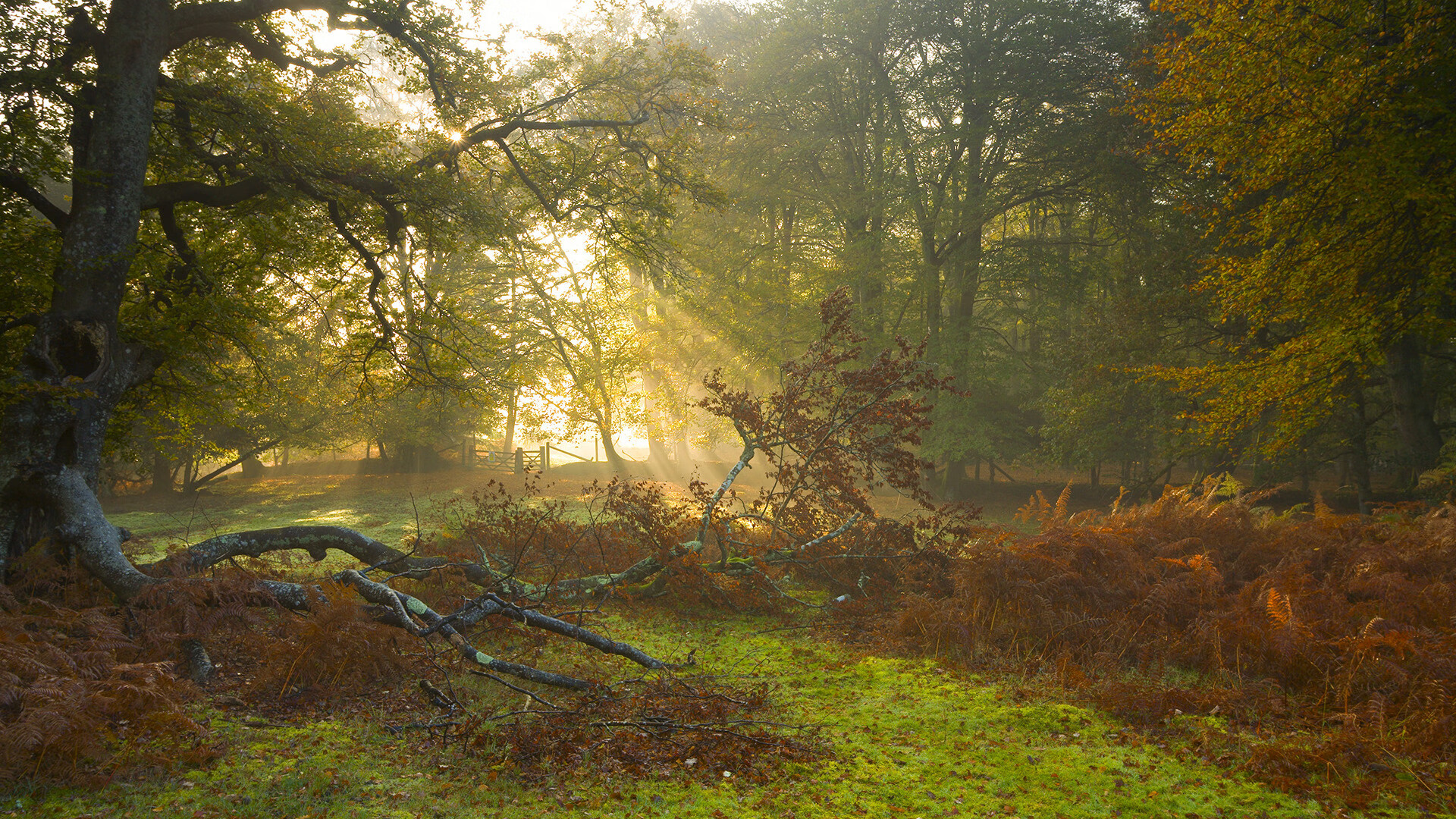 切尔西官方宣布新任主帅,引发期待,切尔西上一任主帅