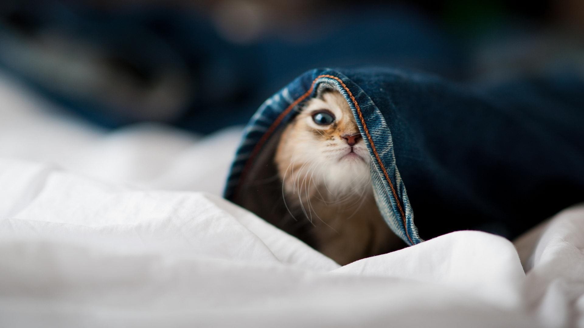 开云体育登陆入口-史上最青涩的欧冠球员，他们的荣光星途，欧冠新星