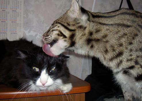 开云官方网页登录-扎伊尔-埃梅里成为法国队史上最年轻进球球员，法国年轻前锋